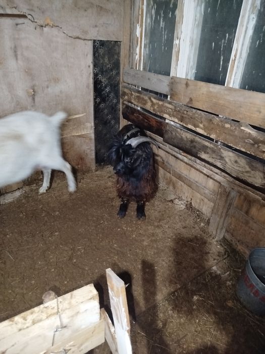 Теке сатылады дені сау