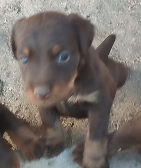 Ягдтерер кушик сатылады