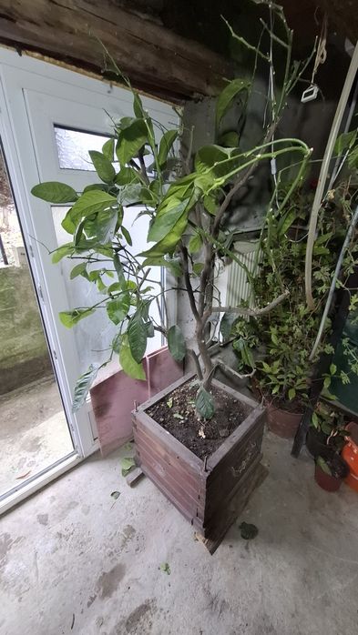 Lamai de vanzare si dafin