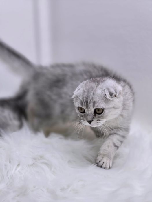 Котики-вислоухие-шотландские