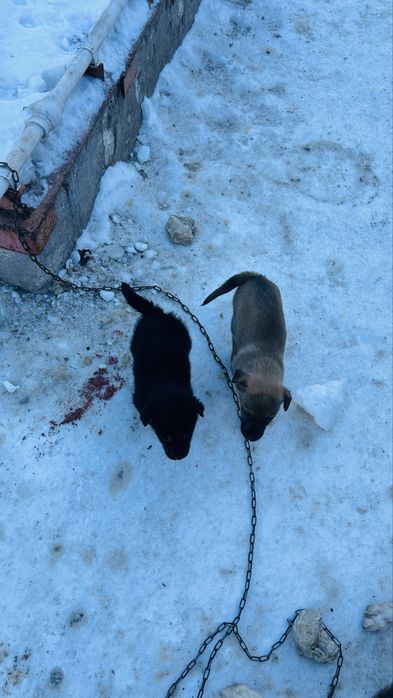 Отдам в добрые руки