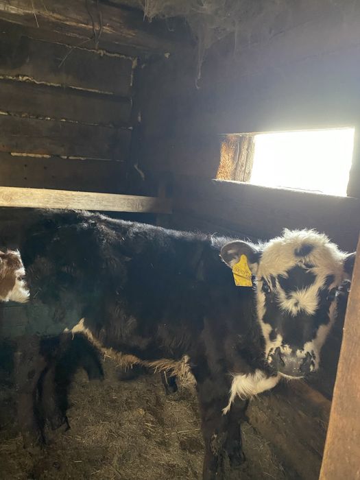 Продам  коров срочно