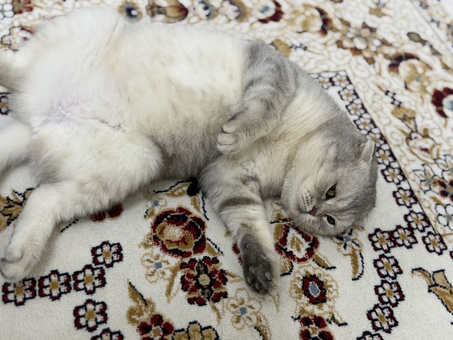 Продам кошку шиншилла