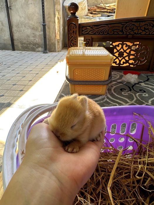 Mehr ko‘rgan bola mehr beradi