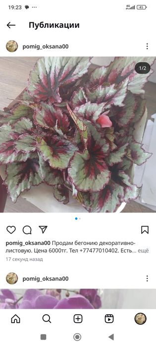 Цветы-Орхидея, Бигония, Антуриум