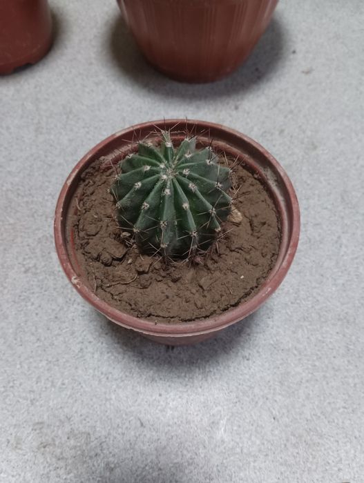 Компьютерный кактус!