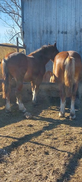 Жеребцы Тяжеловоз