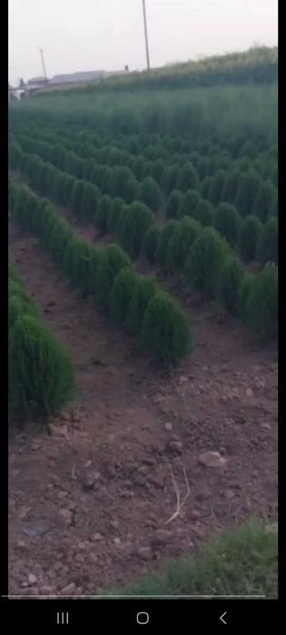 Можжевельник и туя кучатлари сотилади