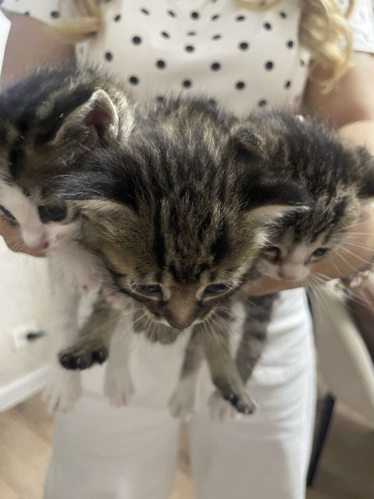 Котята месячные в добрые руки