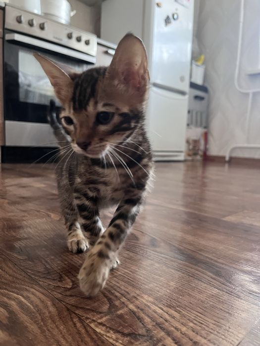 Бенгальский котенок