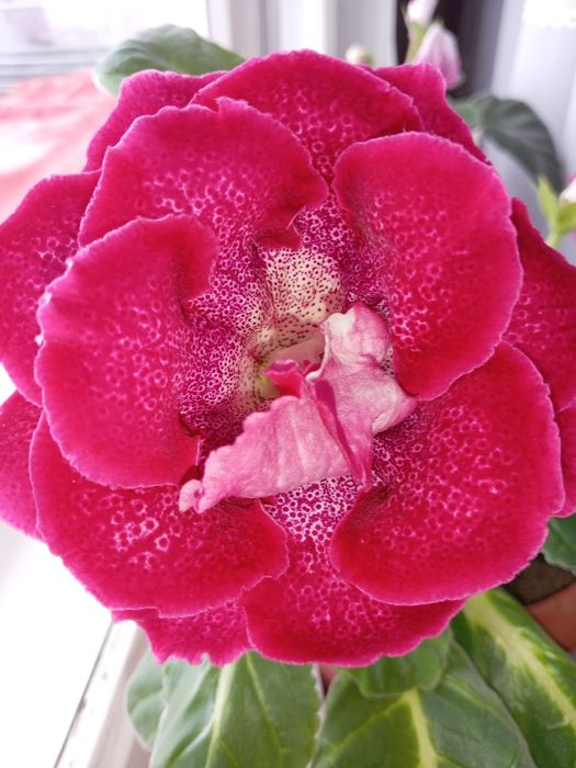 Продам отросток глоксинии