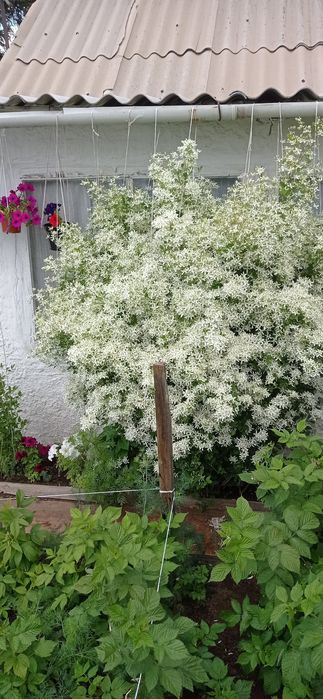 Прода м дачу сад Южной