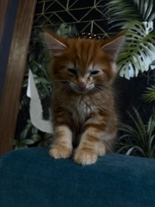 Котята курильского бобтейла