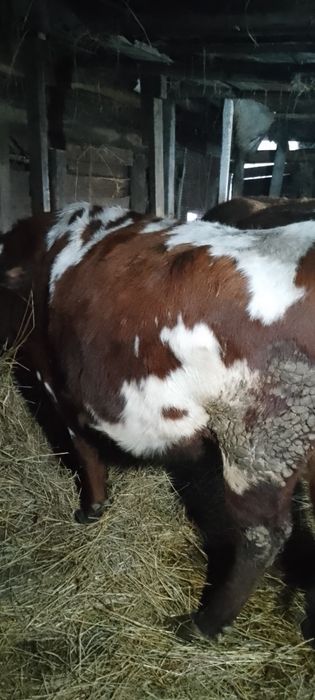 Продам корову стельную