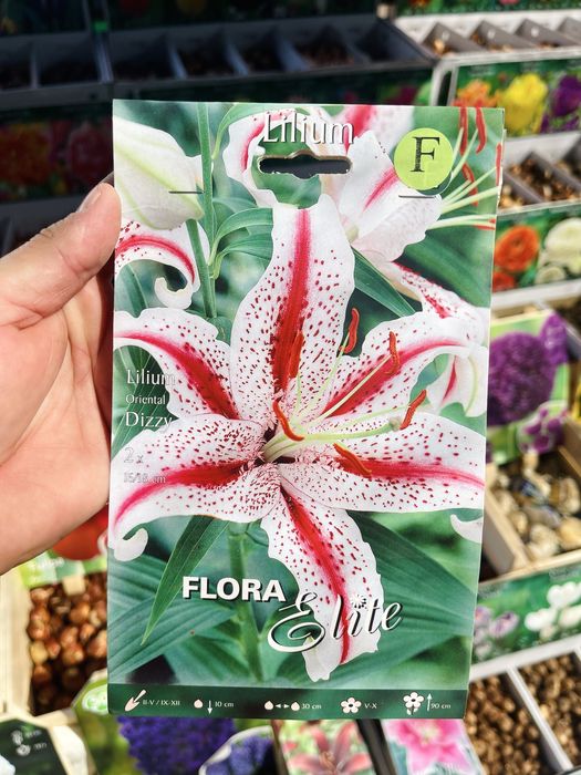 Лилии сортовые, лагибриды