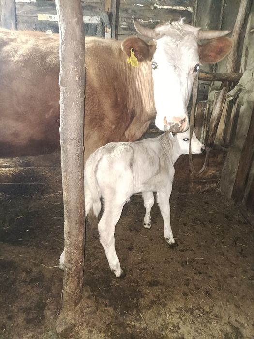 Продам карову с телеком