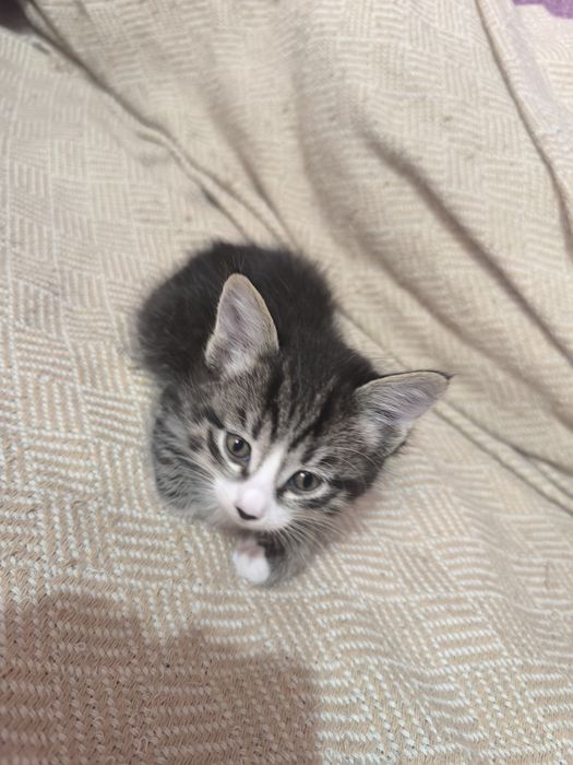 Отдаю котят в добрые заботливые руки