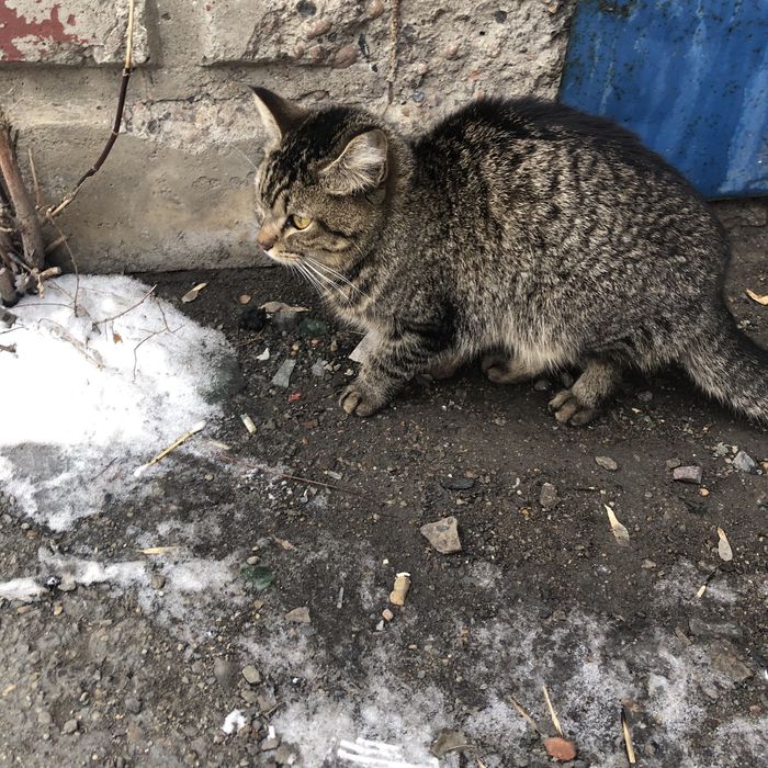 Бездомные кошки .