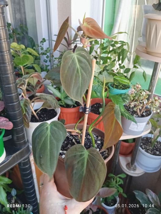 Продам комнатные растения