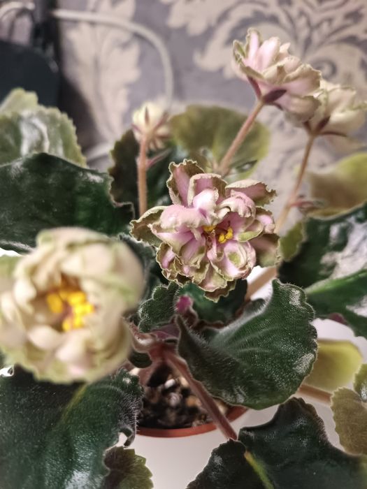 Продам Фиалки в ассортименте