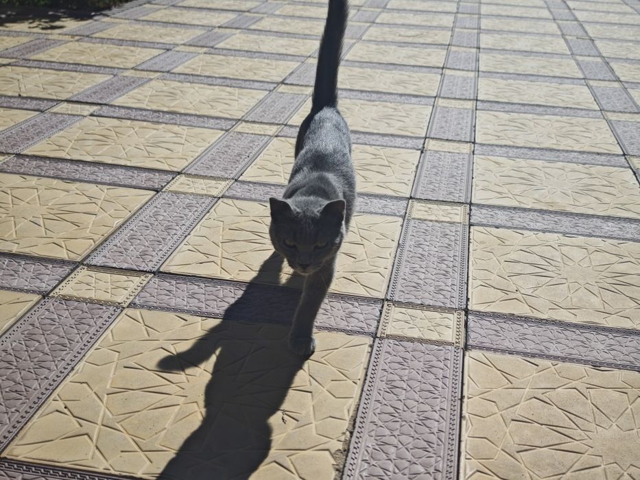 Котёнок отдам добрые руки
