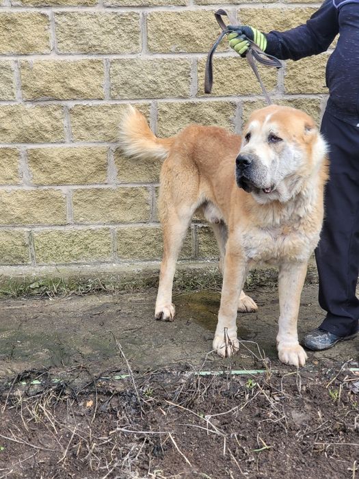 Продам алабая кобель