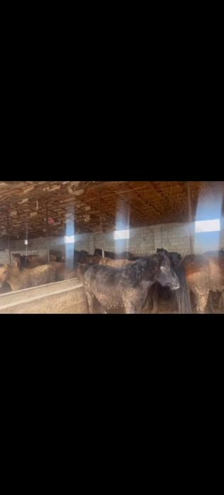 Ет,қазы, тойға ет