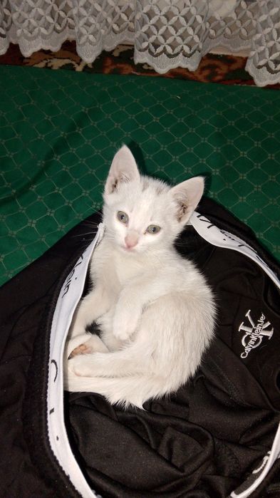 Продается котенок