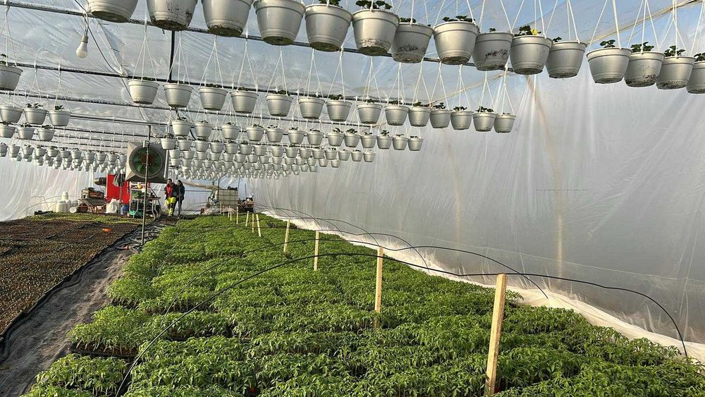 Răsaduri de legume și flori cu livrare în toată țara