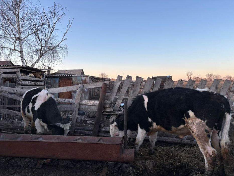 Продам 2 быков на племя либо на мясо