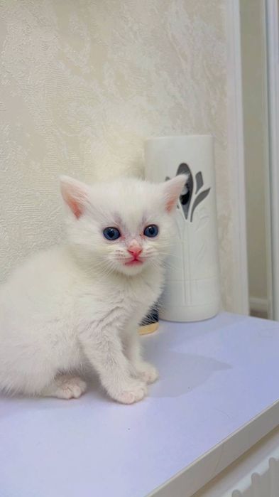 Scottish straight garanti