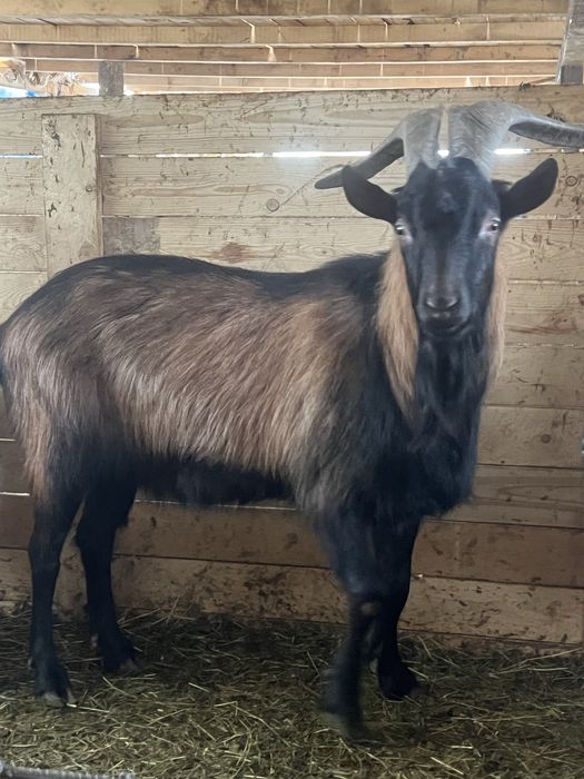 Vând capre de rasă