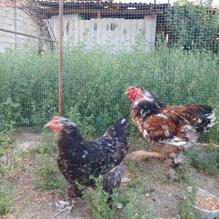 Parselan brama oila sotiladi.