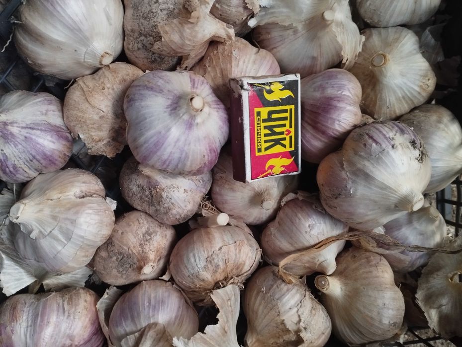 Чеснок домашний продам.