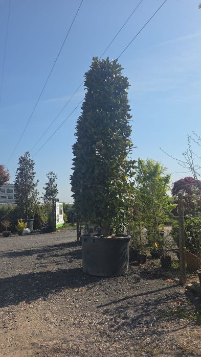 Leilandy chiparos ,palmieri, trandafiri, gazon, catalpa, măslin