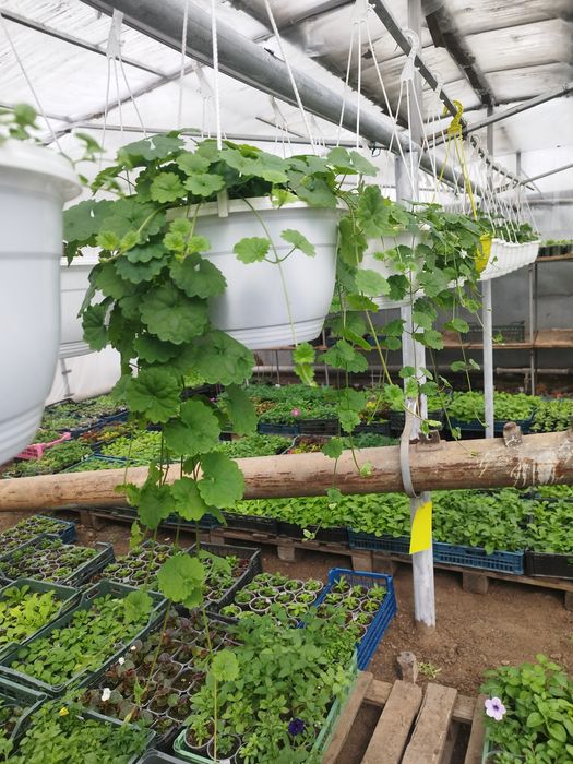 Рассада цветов и овощей