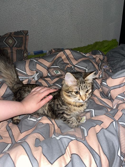 Отдам в добрые руки