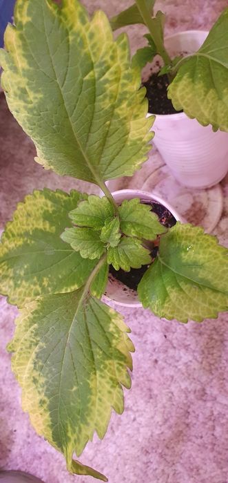 Колеусы комнатные/садовые цветы