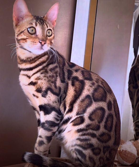 VIYASKAGA bengal
         ‼️Karalevski Bengal‼️