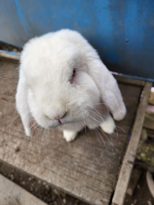 Iepure berbec german