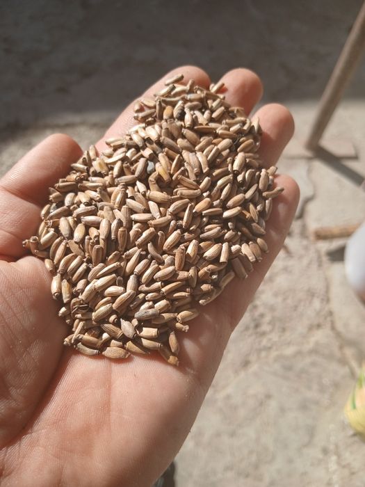 Rastaropsha urug'i toza va sifatli