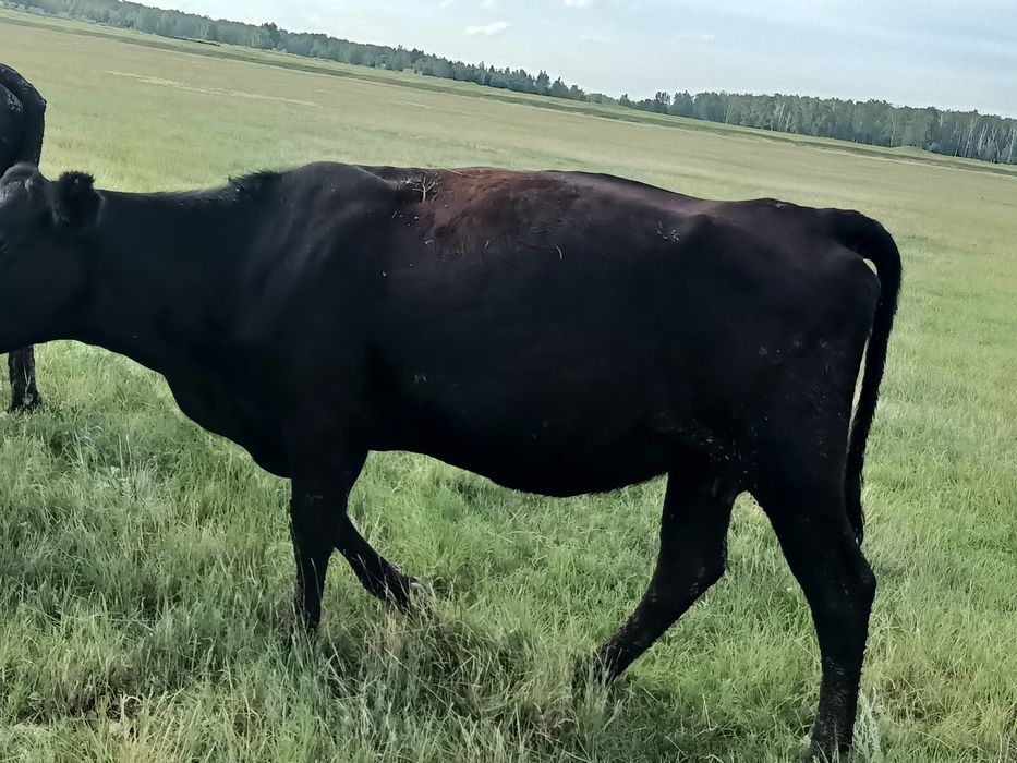 Продам коров Ангусы