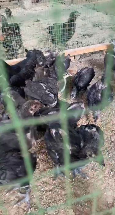 Жерси жу́жалари сотилади 1 - 2 ойлик