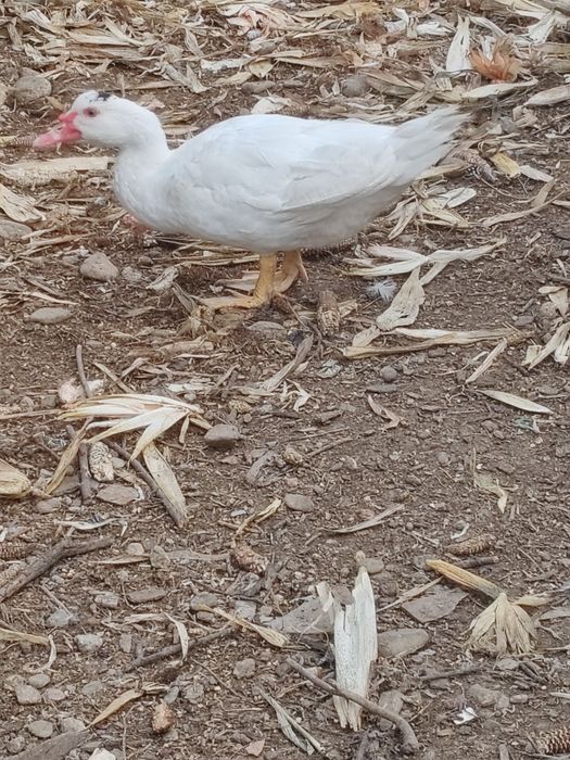 Vând 6 rațe mute crescute bio