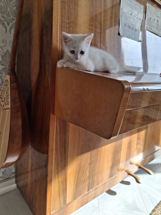 Продаю котёнка 2 мес