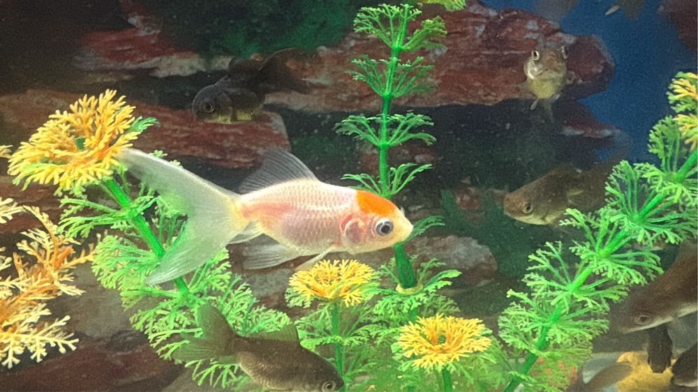 Продам золотые рыбки молодые.