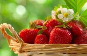 Murano, Albion, Vivara, Rumba, Clery, Joly, Florence, Lycia, Asia