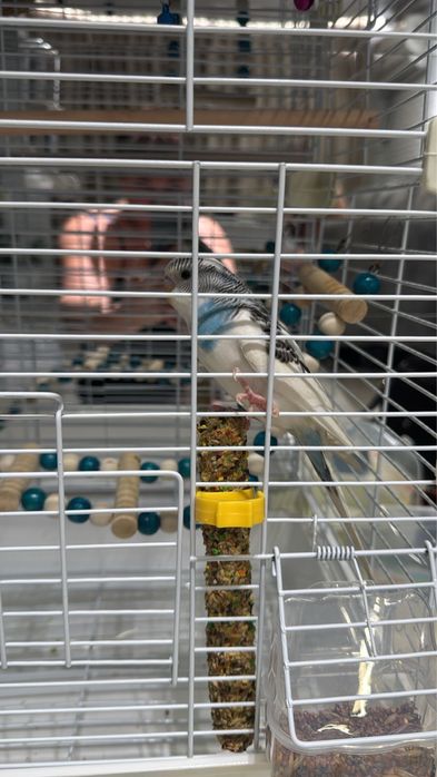 Продам папугая в клетке