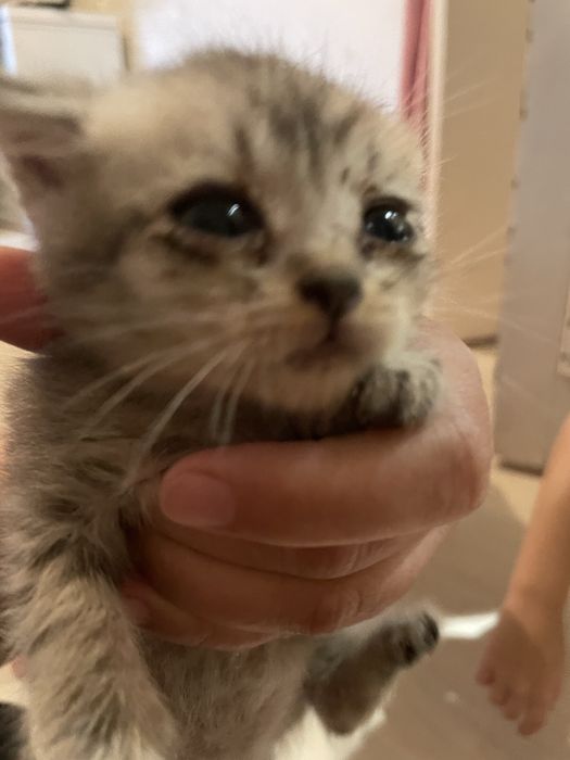 Отдам котят девочек