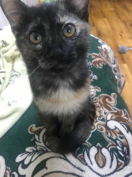 Отдам котят в хорошие руки